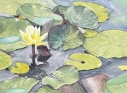 Layered Lilypads